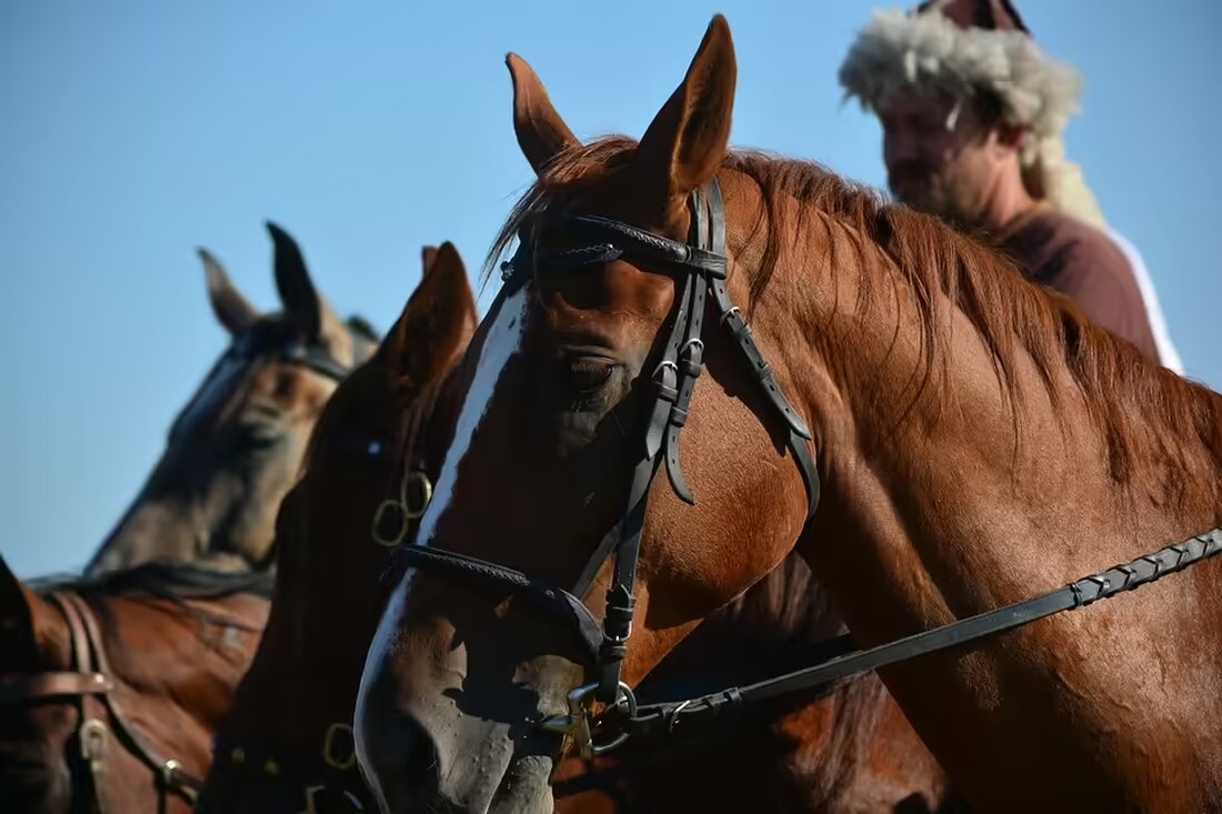Erleben Sie den traditionellen Sautanz am Weingut Reichardt in Donnerskirchen! Feiern Sie mit über 250 Gästen, genießen Sie kulinarische Köstlichkeiten und hervorragende Weine.