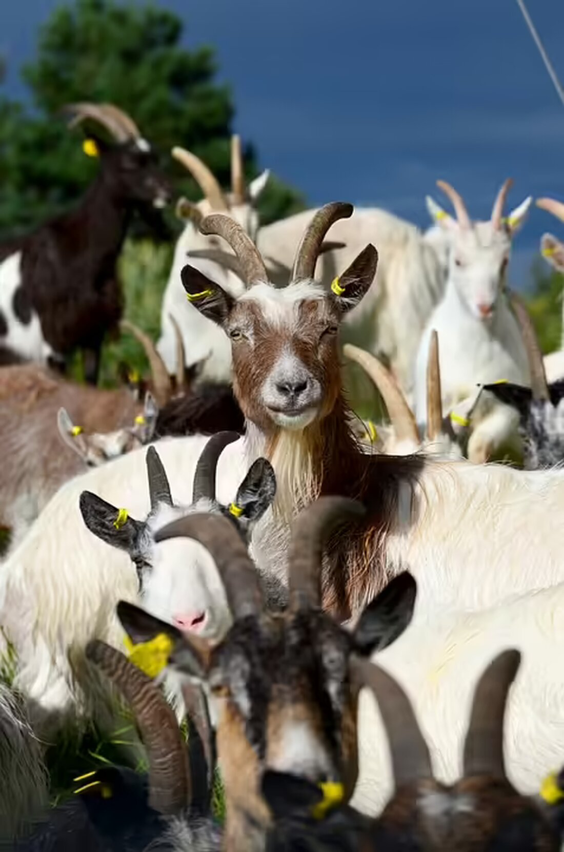 Der Trainerwechsel in Horn wird als verzweiflungsvoller Schritt nach der herben 1:5-Niederlage gegen Lafnitz betrachtet. Erfahren Sie mehr über die Hintergründe rund um Philipp Riederers Abgang.