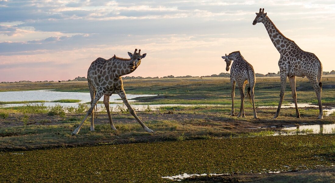 Ein Trophäenjäger hat in Zimbabwe einen mit einem Forschungs-Halsband versehenen Löwen getötet, was internationale Empörung auslöste. Die Jagd wirft Fragen zur Ethik des Trophäenimports auf.
