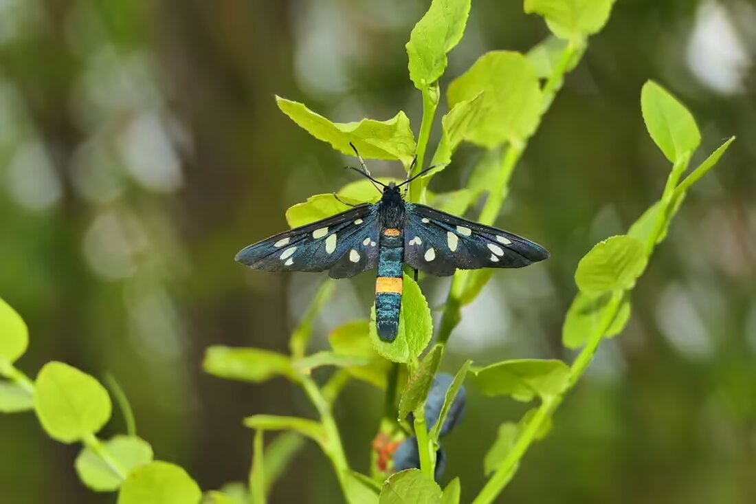Am 31. Oktober ereigneten sich in Tirol sechs Verkehrsunfälle mit neun Verletzten, darunter Pkw-Lenker, ein Lkw-Fahrer und zwei Radfahrer. Erfahren Sie mehr über die Vorfälle und ihre Folgen.