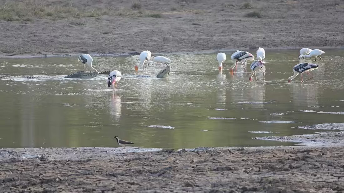 In Horn-Bad Meinberg kam es am Sonntagmorgen zu einem versuchten Raubüberfall vor einer Eisdiele. Ein 30-Jähriger wurde verletzt, als er sich gegen drei Angreifer zur Wehr setzte. Hinweise erbeten!