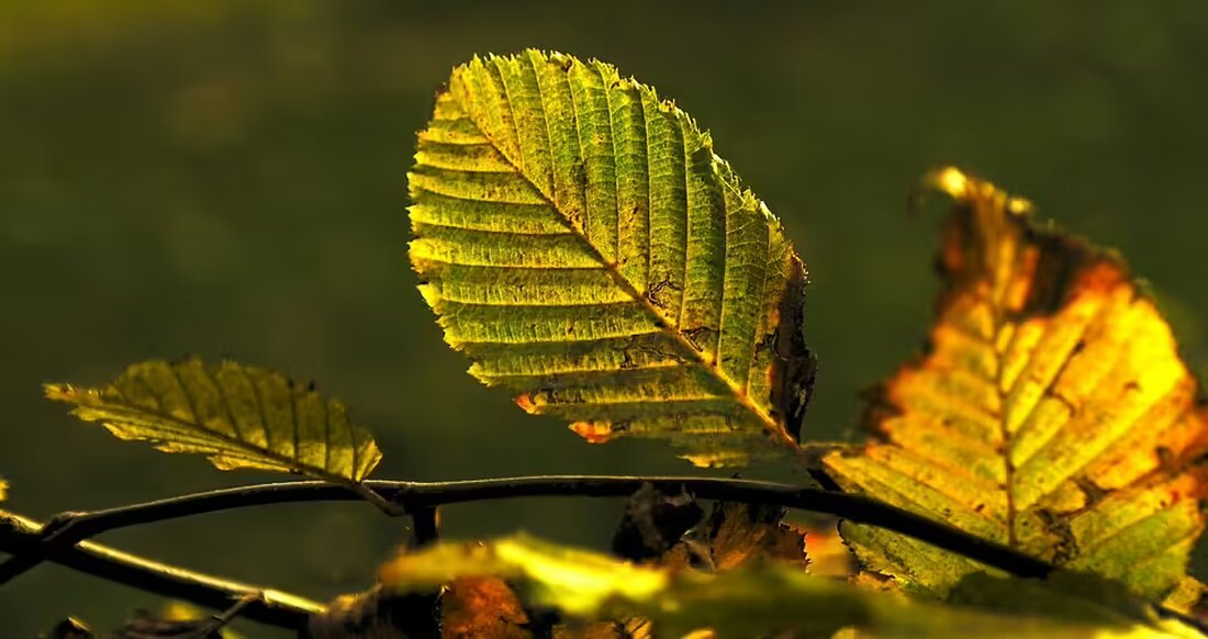 Erleben Sie am 16. November im TuK-Saal Haslach das Upper Austrian Accordion Orchestra! Tauchen Sie ein in eine facettenreiche Klangwelt aus klassischer und moderner Akkordeonmusik.