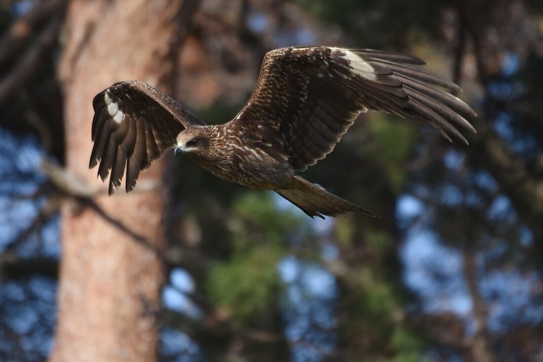Ein Obdachloser wird ohne Vorwarnung mit einem Gürtel verprügelt – die grausame Tat wird gefilmt. „Rächer“ setzen sich für den Geschädigten ein und bringen die Täter ins Krankenhaus.