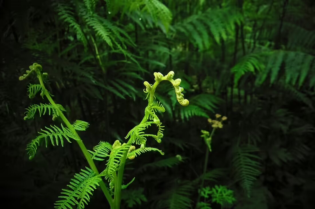Entdecken Sie die Highlights vom 8. bis 10. November im Bezirk Zwettl! Von Eröffnungen über Märkte bis hin zu spannenden Vorträgen – hier ist für jeden etwas dabei. Erfahren Sie mehr!