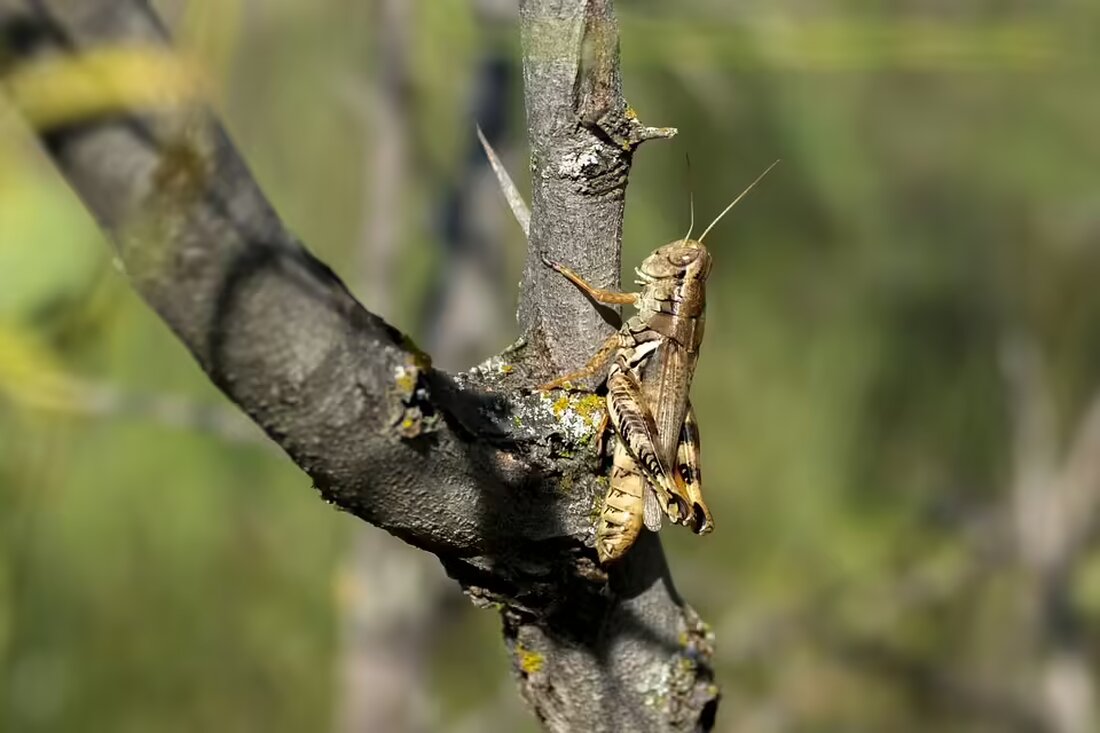 Erleben Sie ein spannendes Wochenende im Bezirk Zwettl vom 8. bis 10. November! Highlights sind die Eröffnung des Kindergartens, regionale Märkte, Vorträge und musikalische Events. Seien Sie dabei!
