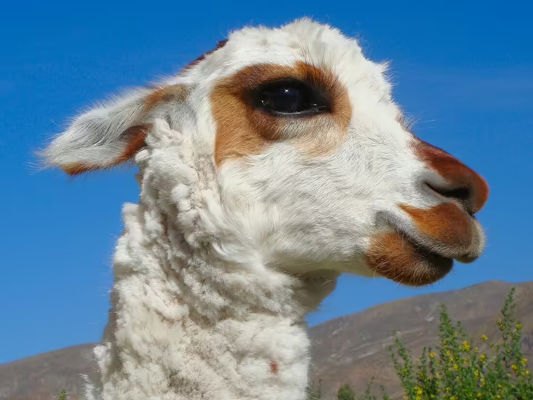 Deradikalisierungs-Experte Moussa Al-Hassan Diaw spricht zum Terror-Jahrestag über die Entwicklungen seit dem Wiener Anschlag und kritisiert politisches Versagen im Umgang mit Extremismus.