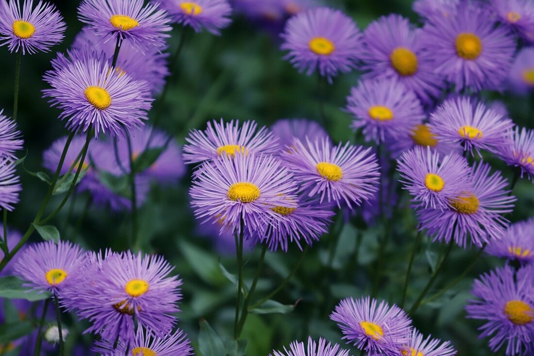 Am Welt-Frühchen-Tag erstrahlten die Türme des Universitätsklinikums Tulln in violett, um auf die Herausforderungen der Frühgeborenen-Versorgung hinzuweisen. Eine wichtige Aktion für betroffene Familien.