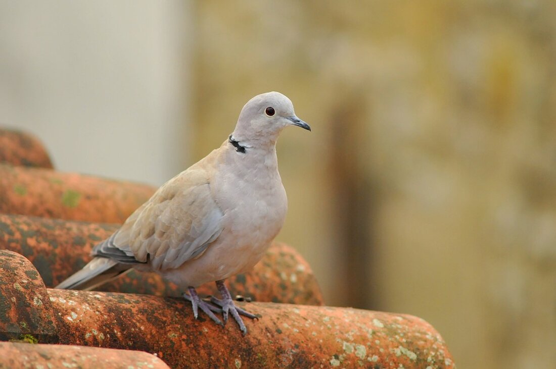 Im Bezirk Zwettl ist bisher nur ein Wildvogel von der Vogelgrippe betroffen. Erfahren Sie mehr über die aktuellen Maßnahmen und Risikogebiete in Niederösterreich.