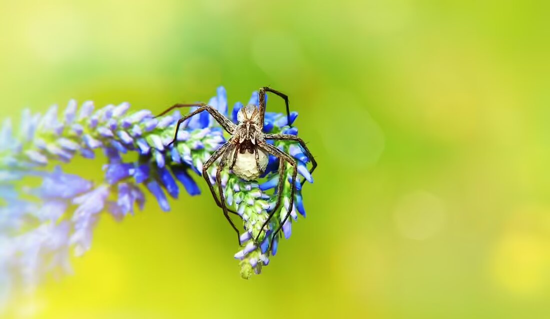 Voitsbergs Stürmer Martin Krienzer blickt voller Entschlossenheit auf das Duell gegen seine ehemalige Mannschaft Admira. Er bietet 110 % und glaubt an den Heimpublikumsvorteil.