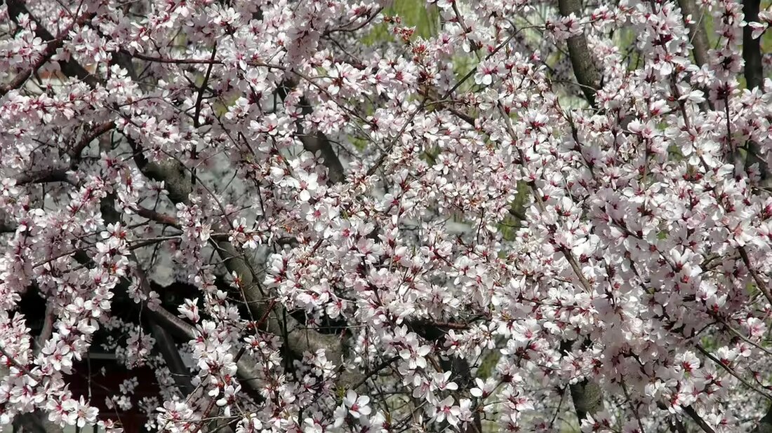 Der österreichische Boxsport trauert um Daniel Nader, Gründer des Boxclubs „Bounce“. Er verstarb im Alter von 42 Jahren nach schwerer Krankheit. Ein Nachruf auf ein großes Talent und einen engagierten Trainer.
