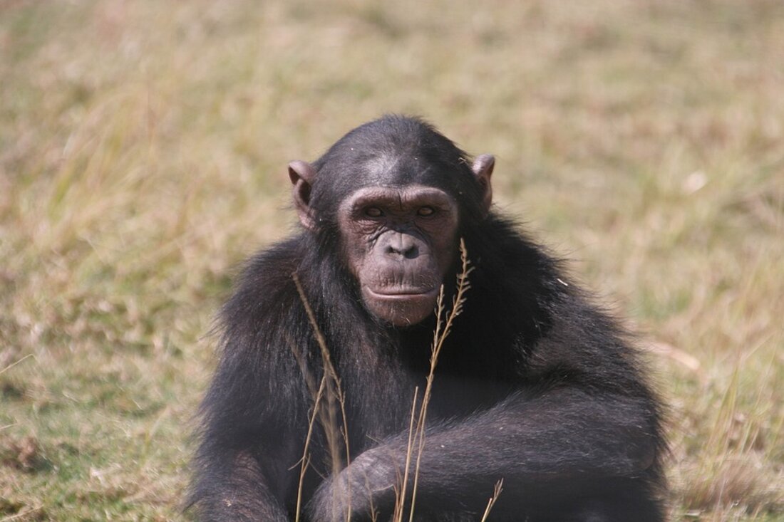 In einem inspirierenden Vortrag appelliert Jane Goodall an die Schüler der HLUW Yspertal, sich gegen Lebensmittelverschwendung und für den Klimaschutz zu engagieren. Lesen Sie mehr über ihre Botschaft!