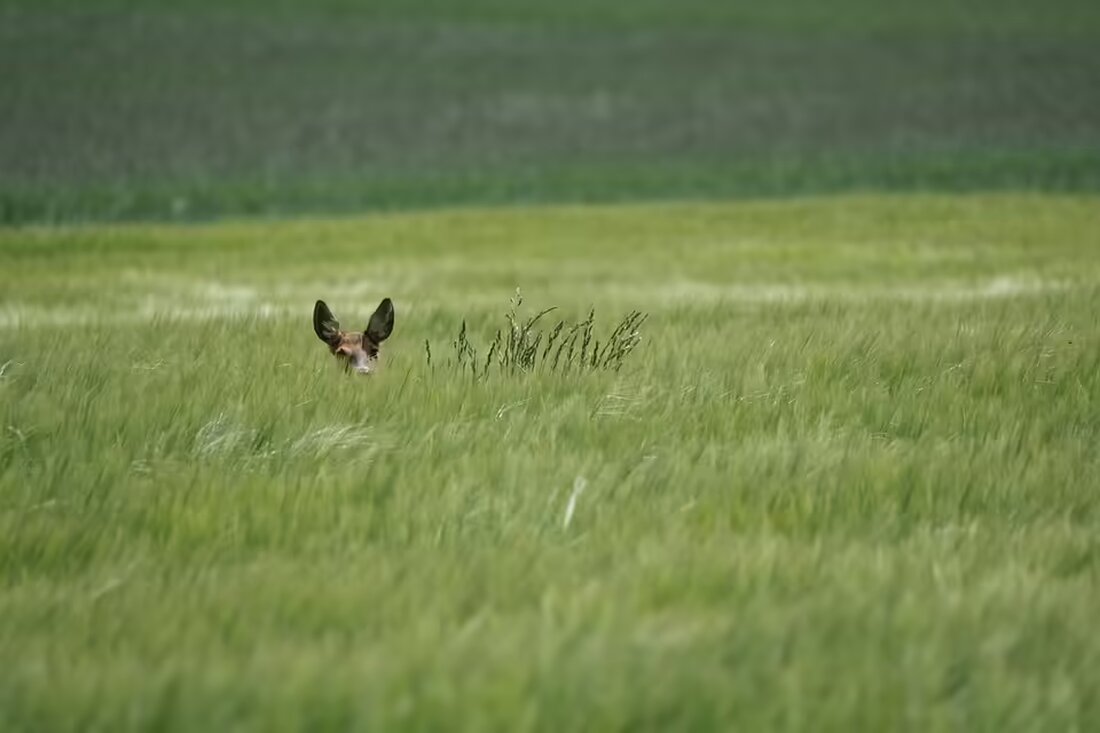 In Horn-Lehe kam es zu einem Trickbetrug, bei dem eine 82-Jährige Opfer wurde. Die Polizei Bremen sucht Zeugen und warnt vor den cleveren Betrügerinnen. Weitere Infos hier!