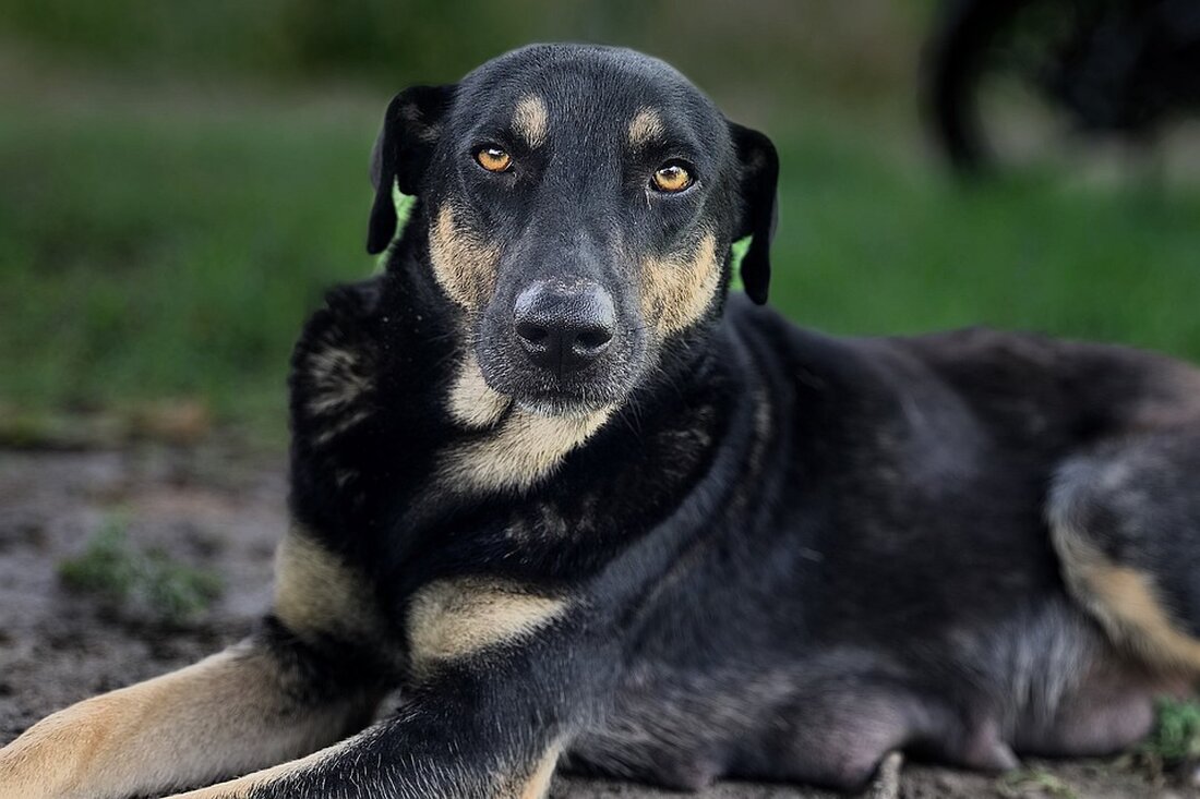 Achtung: In der Vorweihnachtszeit häufen sich Bestellbetrugsfälle. Die Polizei warnt vor Risiken beim Online-Shopping und gibt Tipps, um sich zu schützen. Seien Sie wachsam!