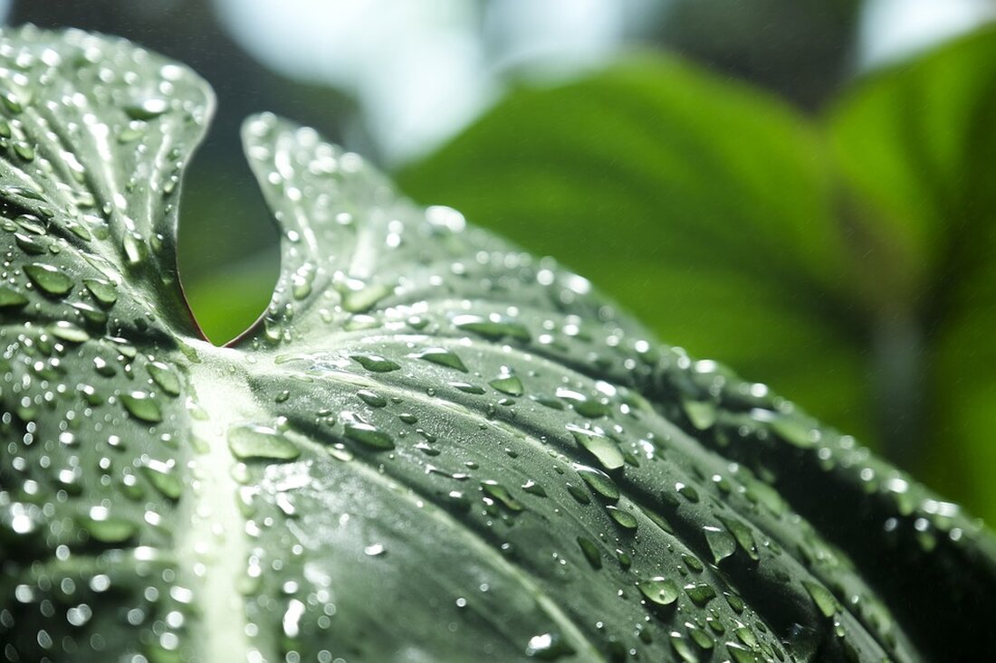 Ein neues Projekt zum Wassermanagement am Neusiedler See startet mit Diskussionen und Seminaren. Bürgerbeteiligung soll nachhaltige Lösungen fördern. Erfahren Sie mehr über die Ziele und Ansätze!