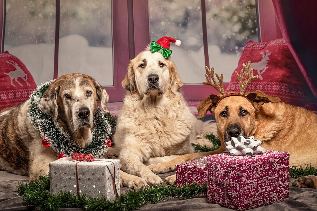 Zehn Männer und zwei Frauen dürfen dank der Weihnachtsamnestie vorzeitig aus der JVA Rohrbach entlassen werden, um das Fest mit Familie und Freunden zu feiern. Erfahren Sie mehr über die Hintergründe.