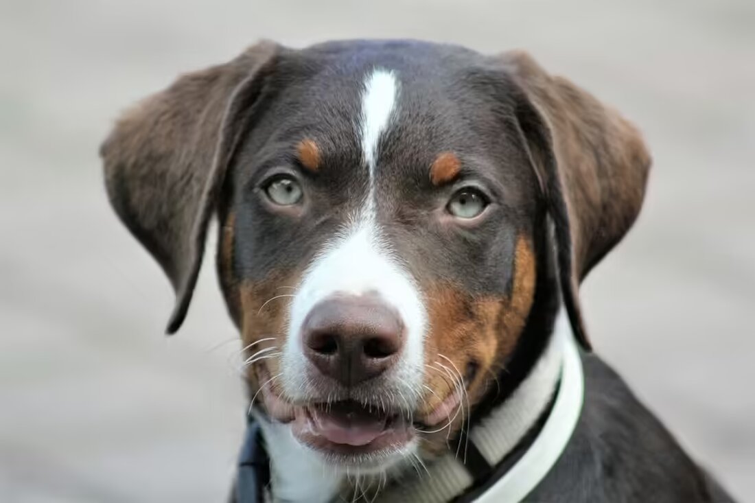 Entdecken Sie das Weihnachtsmuseum in Weitersfelden, wo Franziska Winder mit ihrer einzigartigen Sammlung nostalgische Bräuche und Geschichten zum Leben erweckt. Ein besonderes Erlebnis für die Adventszeit!