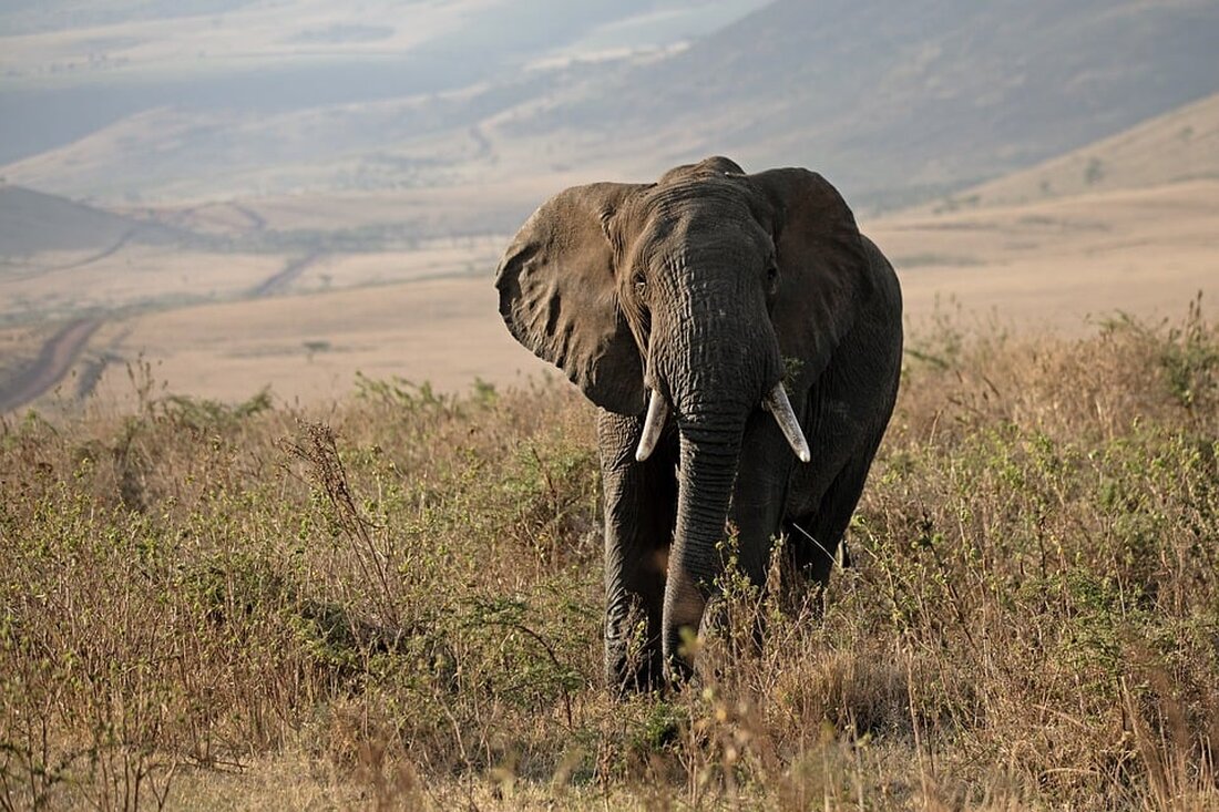 Wissenschaftler präsentieren den besten jemals entdeckten Baby-Mammut-Kadaver in Sibirien. Das bemerkenswert gut erhaltene Tier lebte vor über 50.000 Jahren und bietet neue Einblicke in die prähistorische Tierwelt.