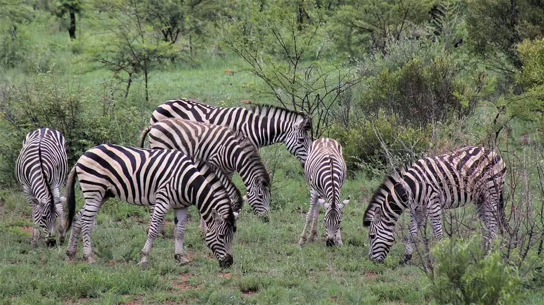 Am 17. November 2024 wählt Kirchdorf an der Krems einen neuen Bürgermeister oder eine neue Bürgermeisterin. Wer wird die Wahl gewinnen? Erfahren Sie mehr über die Kandidaten und den Wahlprozess.