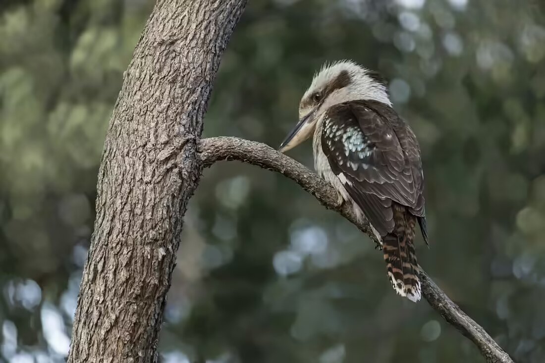Nach schweren Hochwässern und Murenabgängen werden in Großkirchheim und Baldramsdorf wichtige Schutzverbauungen umgesetzt. Erfahren Sie mehr über diese entscheidenden Maßnahmen im Bezirk Spittal an der Drau.