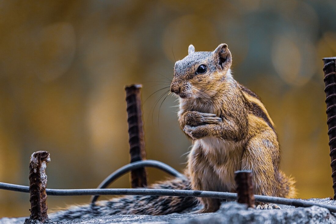Entdecken Sie, wie Sie heimische Wildtiere während des Winters unterstützen können! Uli Weinberger vom Tierheim Theo gibt wertvolle Tipps zur Fütterung von Eichhörnchen, Igeln und Wildvögeln.