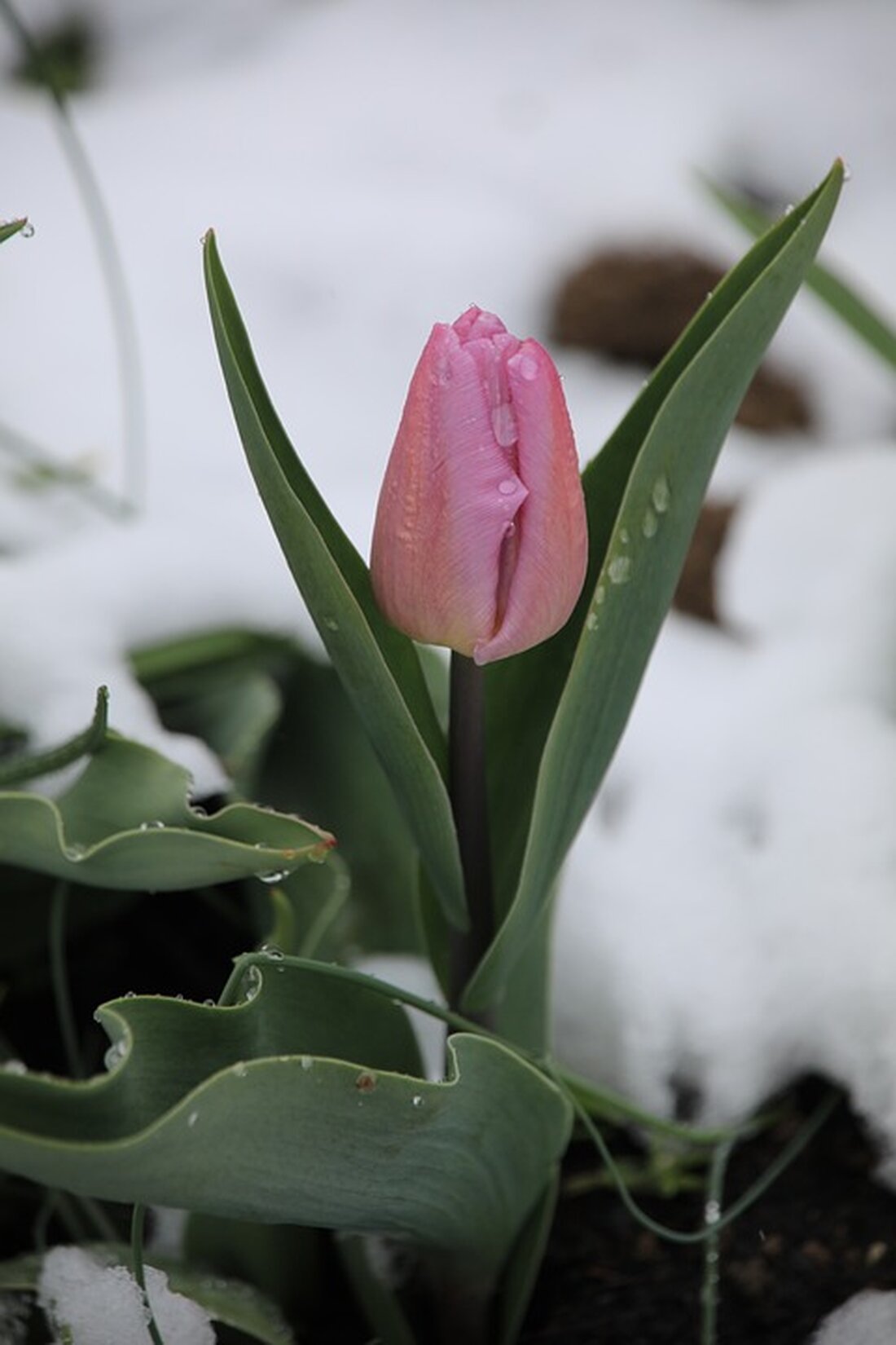 Winter steht vor der Tür: In Salzburg wird ab Mittwoch Schnee bis in tiefe Lagen erwartet. Die Schneefallgrenze sinkt auf 200 bis 600 Meter – vorbereiten!