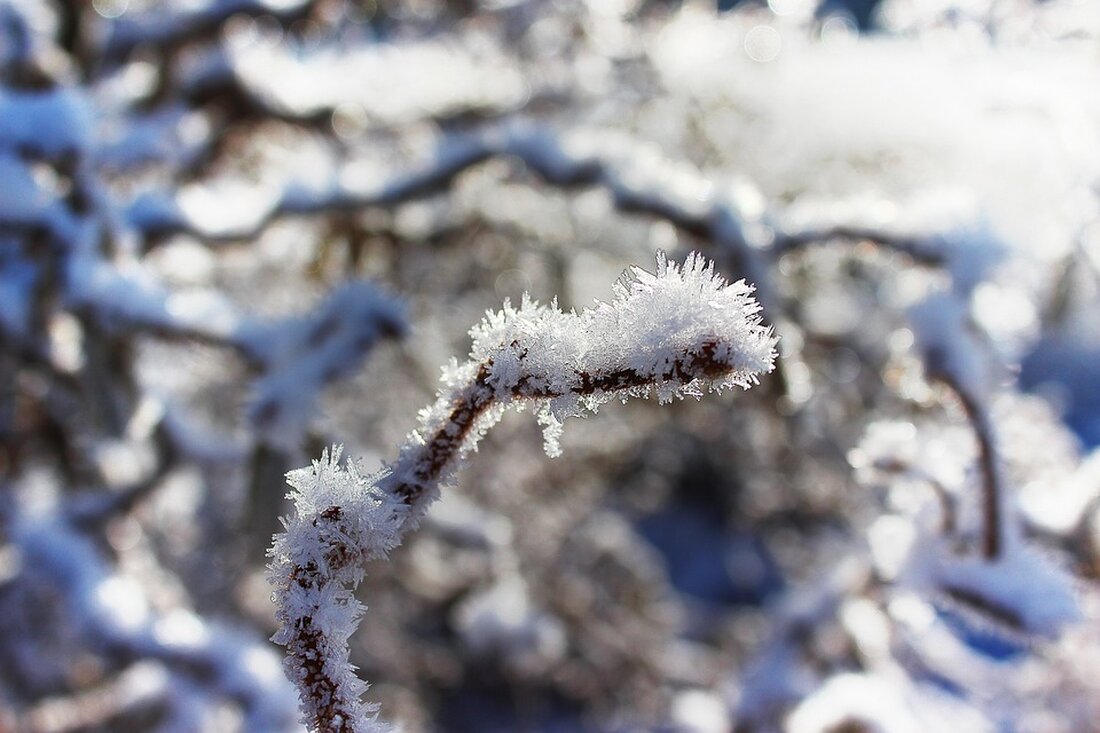 Erleben Sie den barocken Ehrenhof von Pfaffstätt im winterlichen Glanz der Lavendelbeete. Besuchen Sie den Grünen Salon und genießen Sie die festliche Atmosphäre beim Advent.