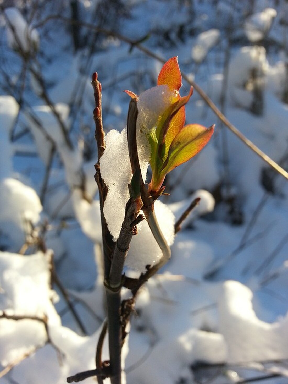 Entdecken Sie die winterliche Schönheit in Oberschützen! Ein erster Spaziergang im Schnee bringt Freude und Frische nach einem Tag drinnen. Lesen Sie mehr über diesen bezaubernden Moment!