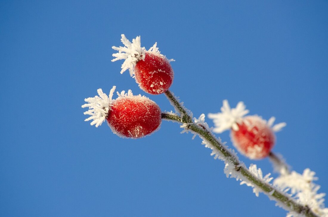 Erster Schnee in der Steiermark: Während der Süden und Westen sich über eine weiße Winterlandschaft freuen, bleibt der Schnee in Graz und dem Norden vorerst nicht lange liegen.