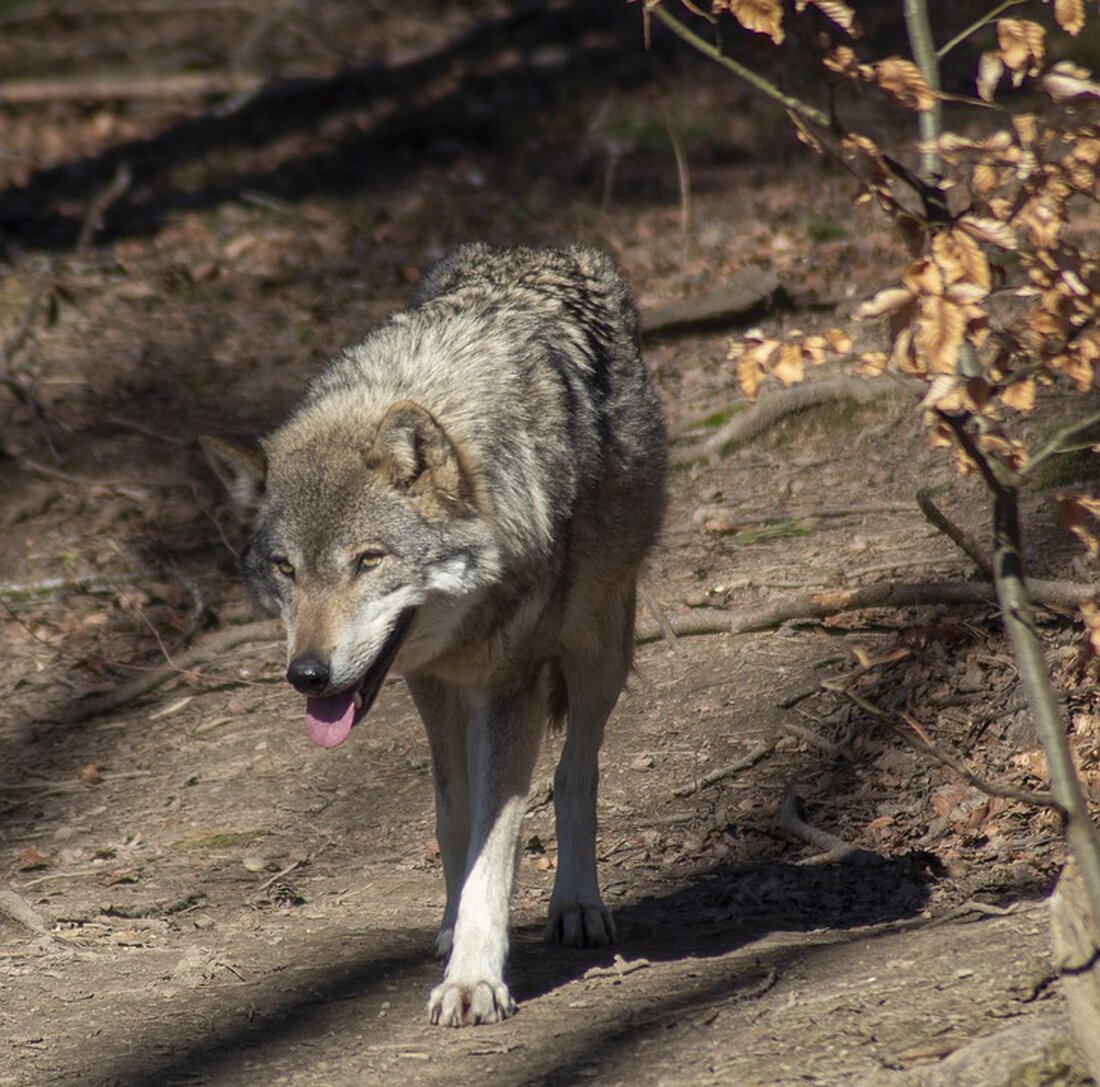 Gerüchte über Wölfe im Berchtesgadener Land: Augenzeugen berichten von Sichtungen am Untersberg. Doch gibt es eindeutige Nachweise? Erfahren Sie mehr über die aktuelle Situation.