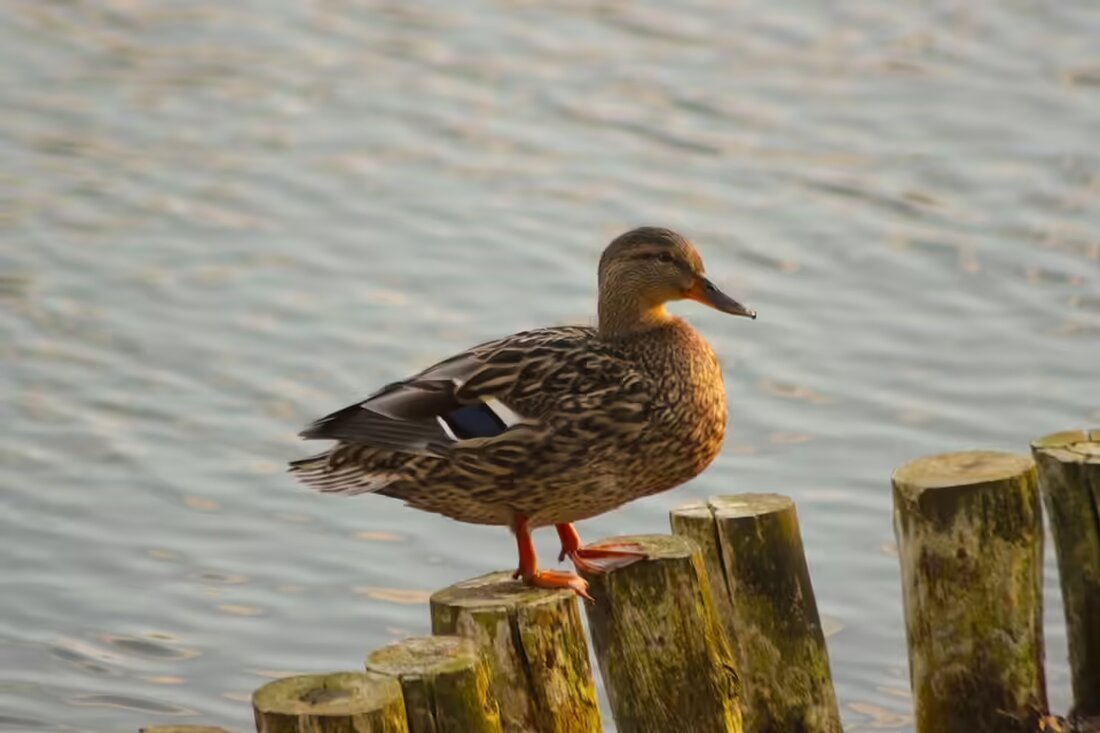 Der Seitenstettner Schacherhof lädt Jugendliche zwischen 13 und 30 Jahren am 23. November zur "Wohlfühlzeit" ein – mit Workshops, Kreativoase und leckerer Verpflegung. Seid dabei!