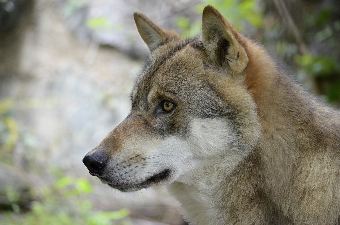 Im Bezirk Hermagor wurde erneut ein Risikowolf gemäß der Kärntner Wolfsverordnung erlegt. Trotz Einhaltung aller Vorgaben zeigte sich das Tier in der Nähe von bewohnten Gebäuden.