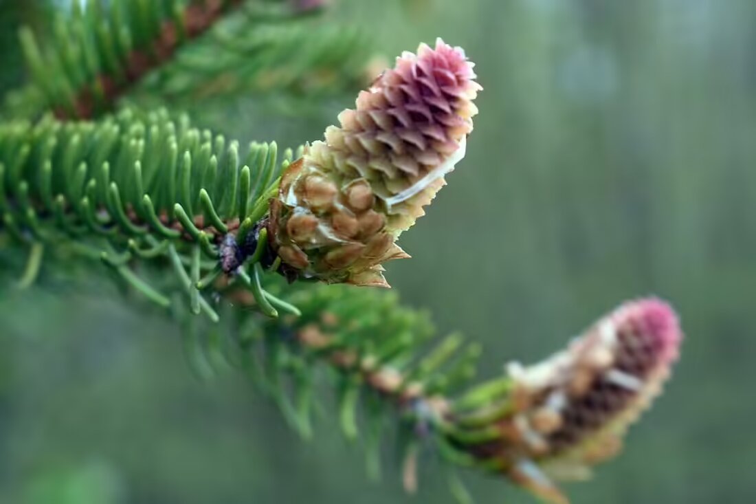 Woolworth eröffnet am 14. November eine neue Filiale in Hollabrunn mit spannenden Angeboten, Popcorn und einem Glücksrad. Seien Sie dabei und feiern Sie den neuen Standort am Hauptplatz!