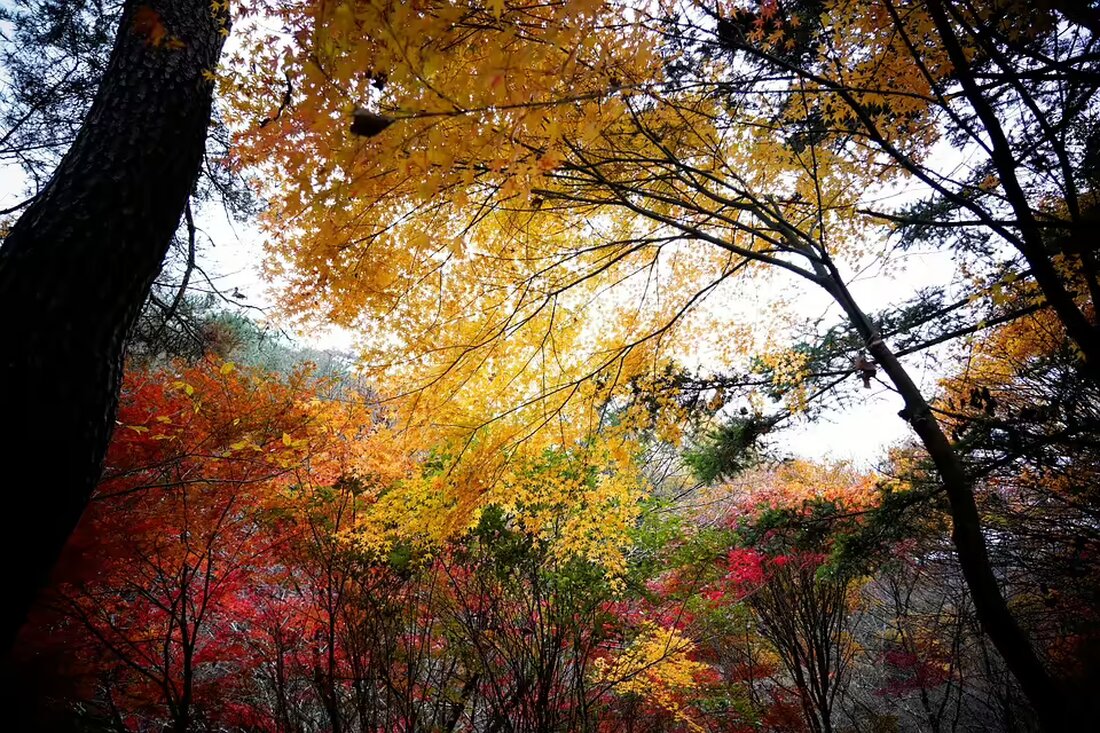 Der ASK Ybbs setzt seinen beeindruckenden Lauf fort und feiert mit einem Sieg in Korneuburg einen herausragenden Herbst. Erfahren Sie mehr über die Highlights dieser Saison und die Leistung von Thomas Hucko.