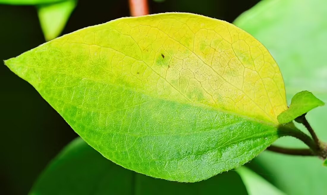 Schlägerei in Blieskastel: Zwei Frauen verletzten sich an Halloween. Die Polizei sucht dringend Zeugen, die zur Aufklärung des Vorfalls beitragen können. Hinweise sind willkommen!