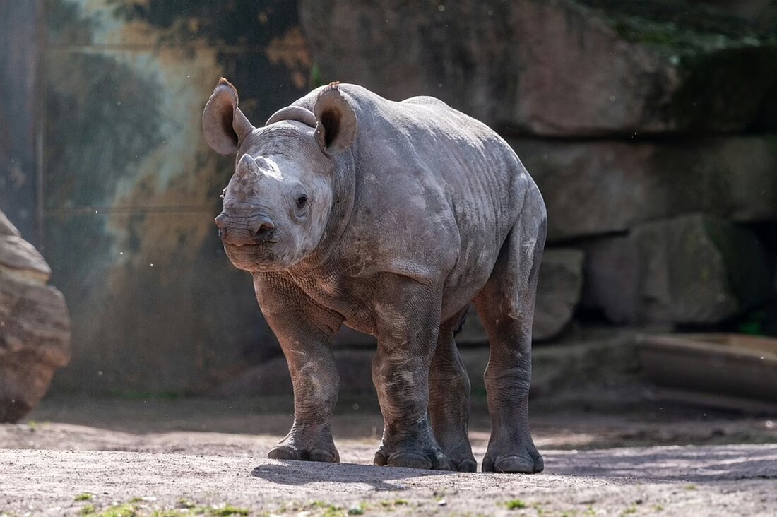 Das Edinburgh Zoo berichtet, dass ein Babiredpanda nach dem Stress durch Feuerwerk starb. Tierschützer fordern strengere Vorschriften zur Nutzung von Feuerwerk, um das Wohl der Tiere zu schützen.