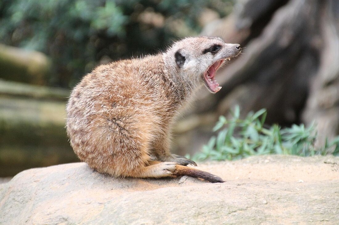 Ein dänischer Zoo bittet Tierbesitzer, unerwünschte Haustiere zu spenden, um Raubtiere zu füttern. Diese Praxis soll die natürliche Nahrungskette nachahmen und zur Nachhaltigkeit beitragen.