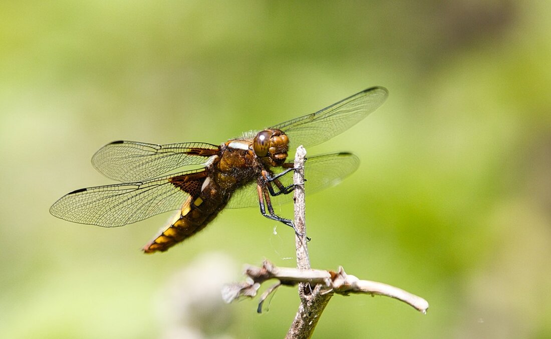 Zwei Einbrecher wurden in St. Veit an der Glan nach einer kurzen Verfolgungsjagd von der Polizei festgenommen. Erfahren Sie mehr über den Vorfall und die schnelle Fahndung.