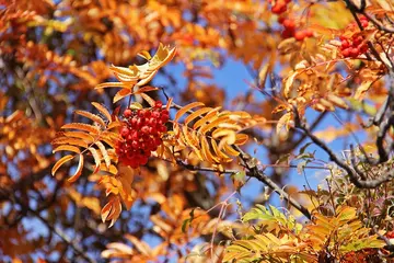Beliebte Labubus - Kann Pop Mart mithalten?