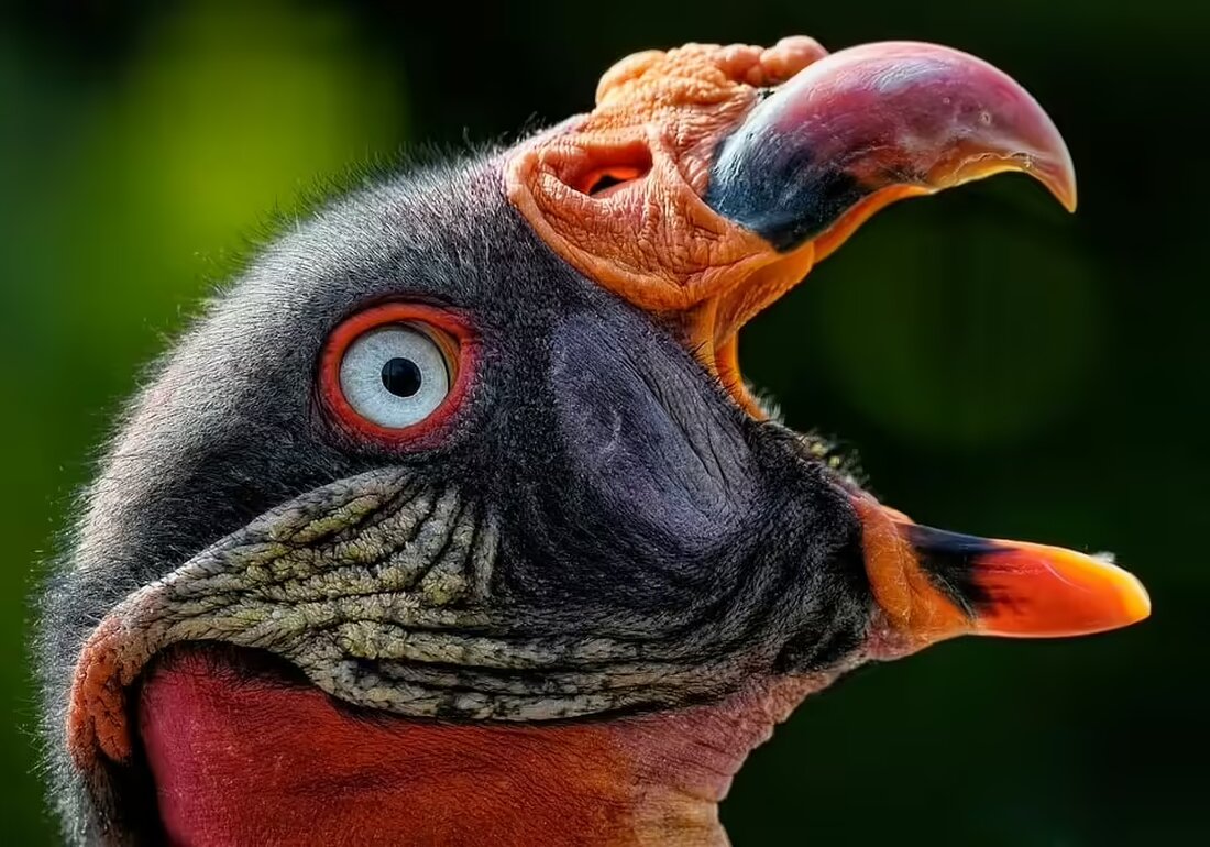 Erleben Sie magische Momente beim Chorkonzert „Kings and Queens“ der Sing Aktiv Gemeinschaft im Pfarrheim St. Georgen an der Gusen. Sichern Sie sich jetzt Ihre Tickets für eine unvergessliche musikalische Reise!