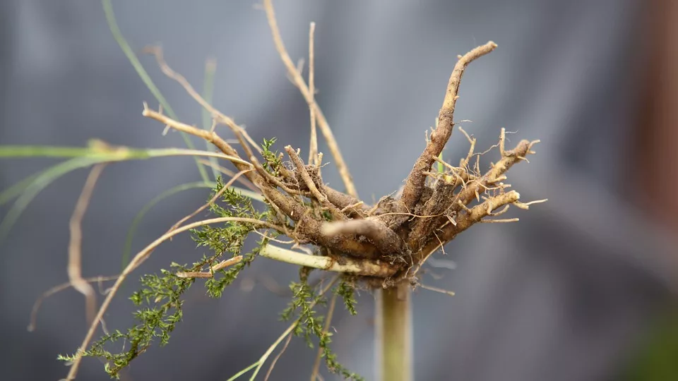 Baldrianwurzel Das Natuerliche Schlafmittel