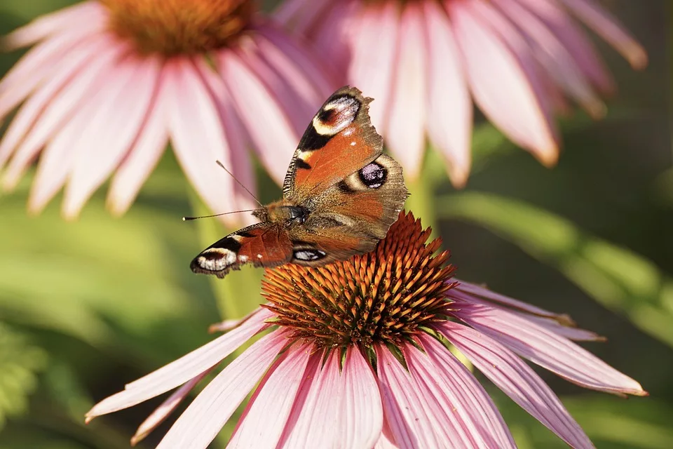 Echinacea Immunbooster Oder Mythos Neue Untersuchungen