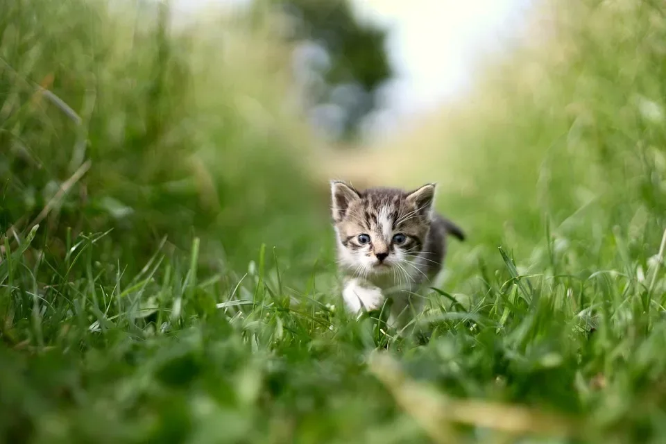 Erfolgreiche Medikamentengabe Bei Katzen