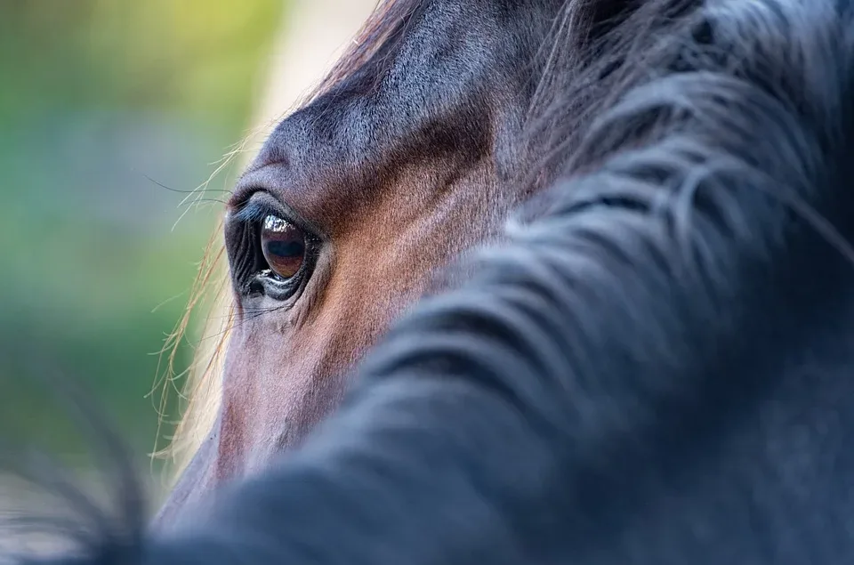 Erfolgreiche Pferdefotografie: Praktische Tipps für perfekte Aufnahmen