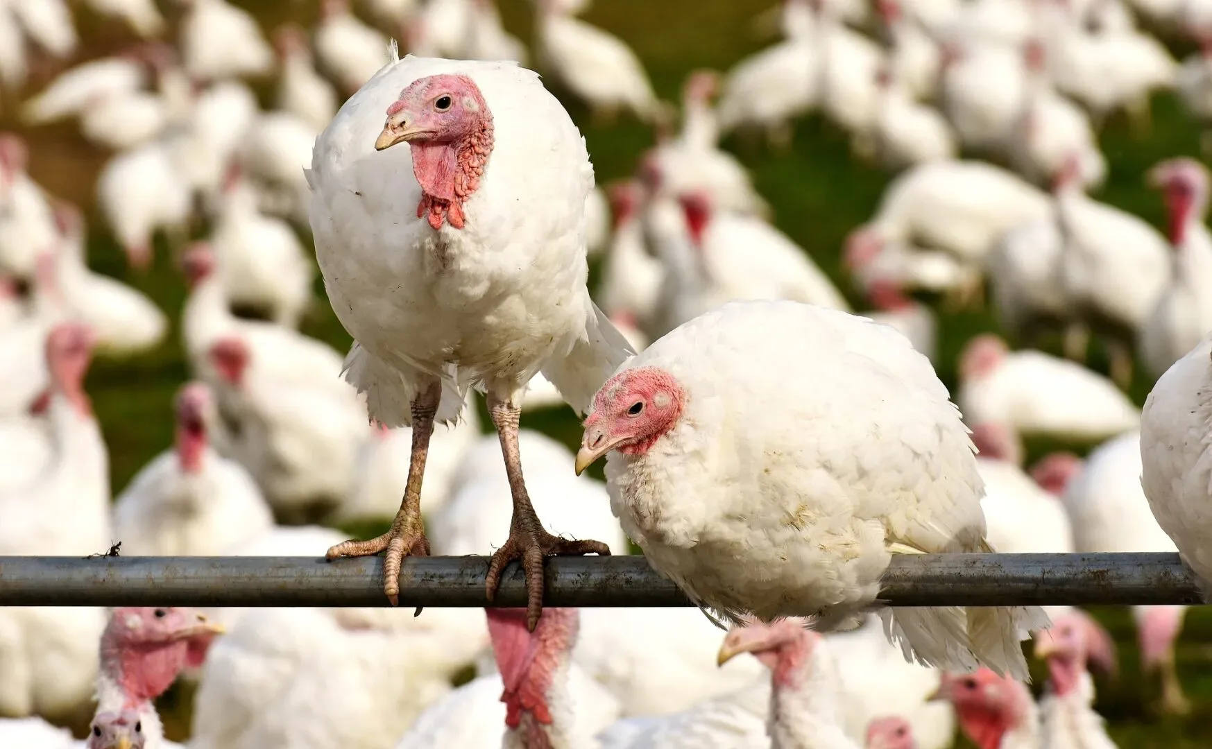 Gefluegelwirtschaft Fordert Importstopp Bei Tierquaelerischer Putenhaltung