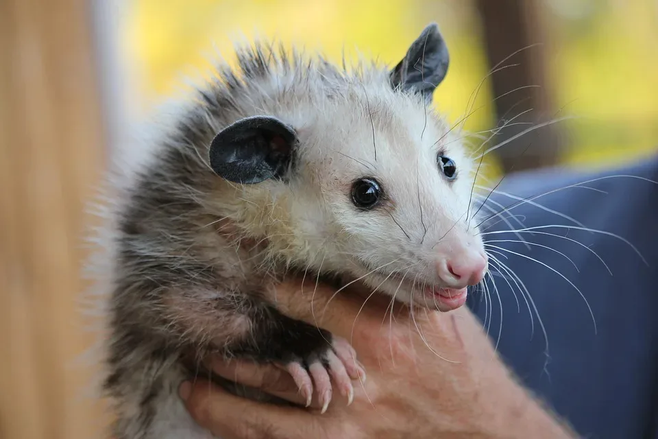 Googleʼs Possum Update Und Lokale Seo Strategien