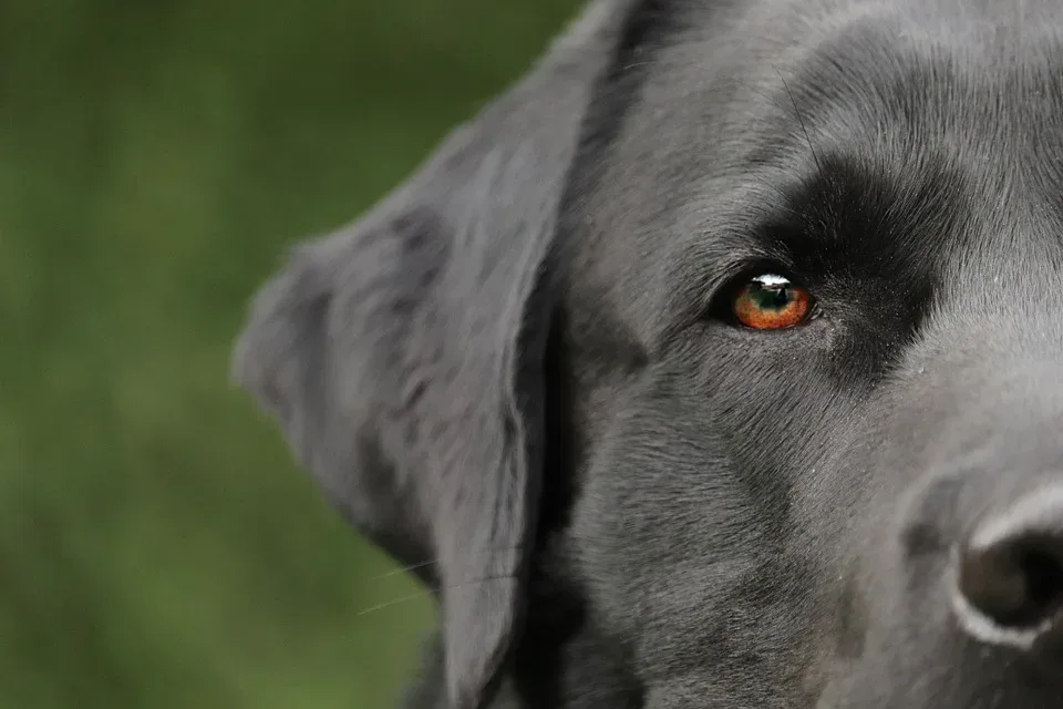 Hundeerziehung ohne Strafen: Ein zeitgemäßer Zugang