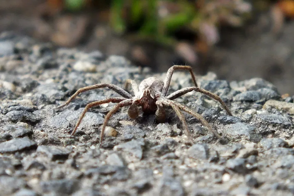 Nosferatu Spinne Hinter Den Kulissen Der Vampir Arachniden Weltrevolution