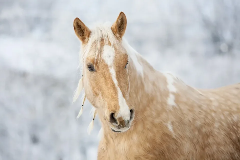 Sicher Reiten Tipps Zur Vermeidung Von Unfaellen Und Erste Hilfe Massnahmen