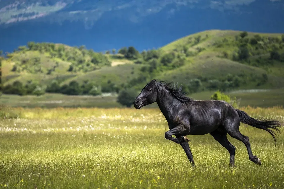 Trailriding Das Ultimative Abenteuer Auf Dem Sattel