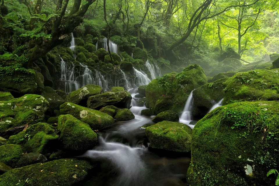 Weidenrinde Natuerliche Schmerzlinderung